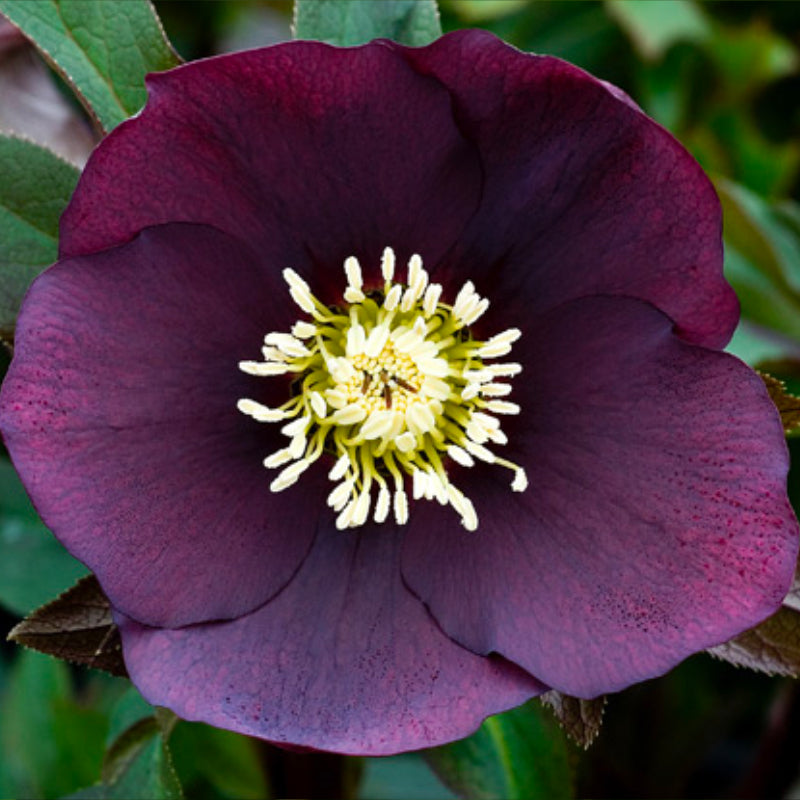 Helleborus Post Office Farm