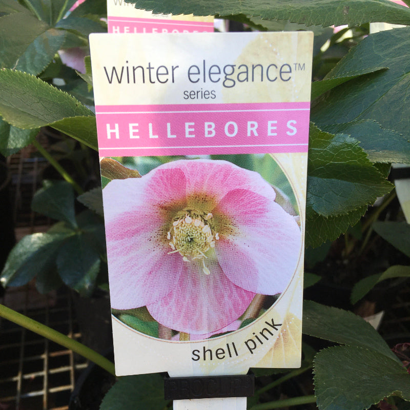Helleborus Post Office Farm