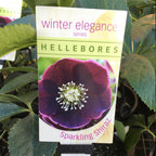 Helleborus Post Office Farm