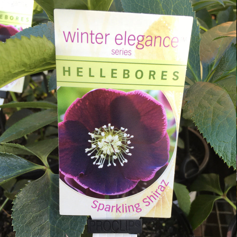 Helleborus Post Office Farm