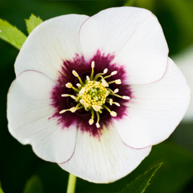 Helleborus Post Office Farm