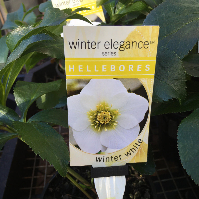 Helleborus Post Office Farm