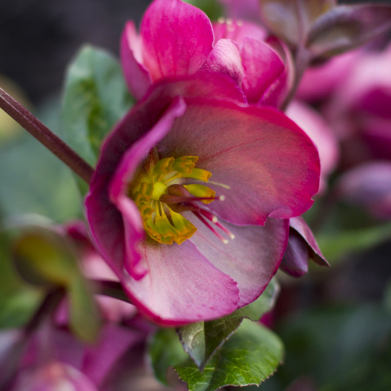 Helleborus Penny’s Pink PGA