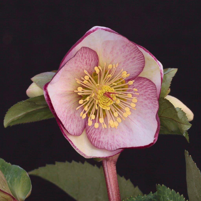 Helleborus Sophie’s Delight PGA