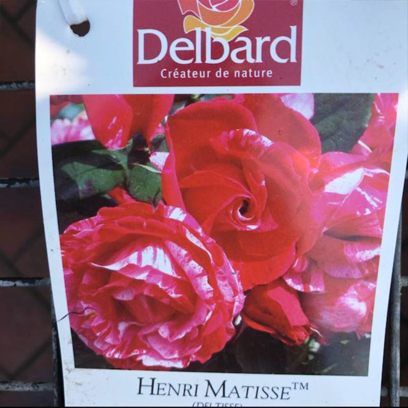 Henri Matisse Bush Rose