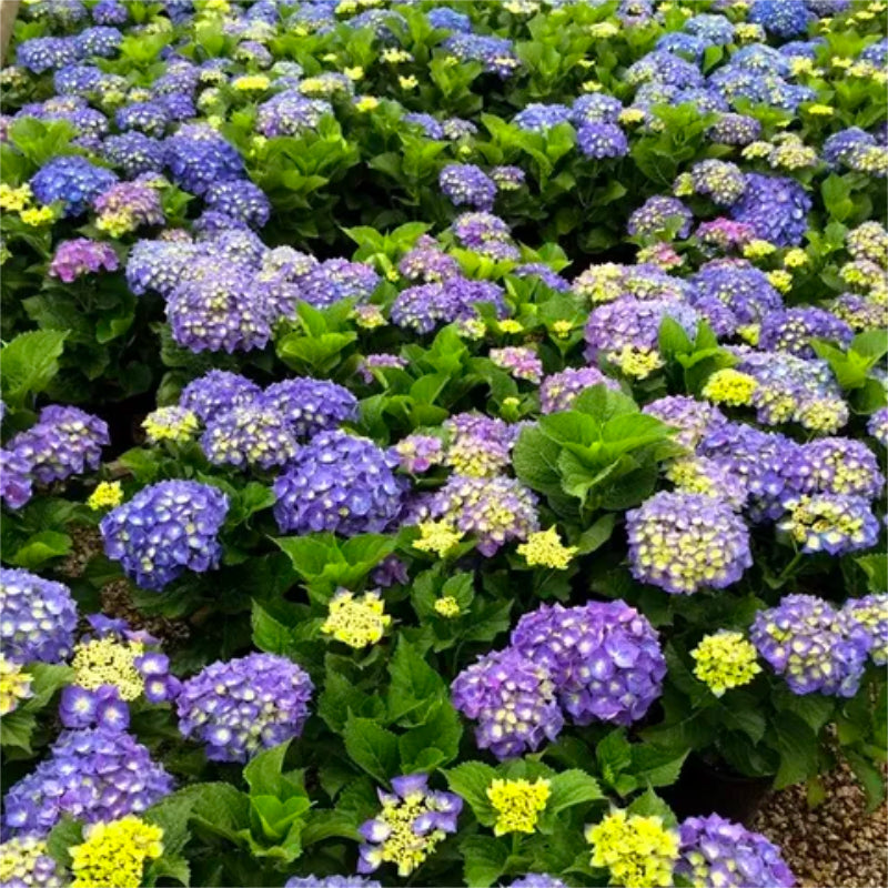 Hydrangea Blue Ball