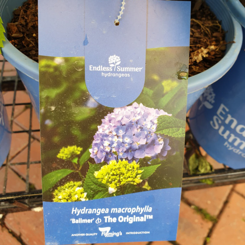 Hydrangea Endless Summer