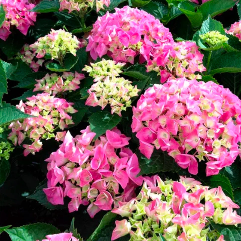 Hydrangea Pink Ball