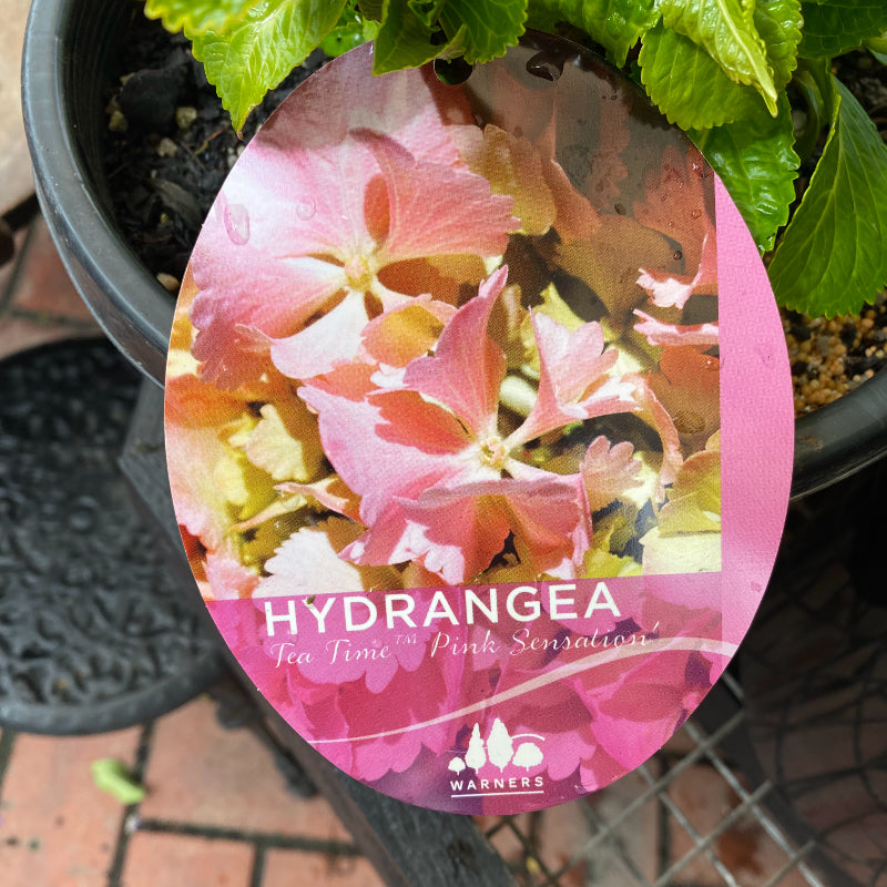 Hydrangea Tea Time Pink Sensation