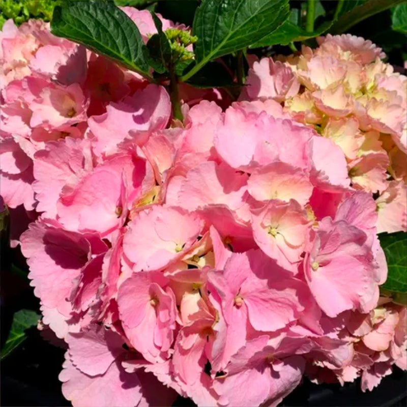 Hydrangea Tea Time Pink Sensation