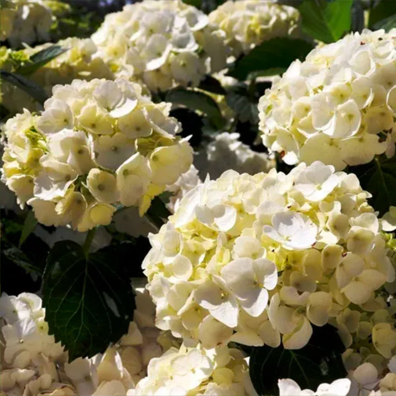 Hydrangea White Ball