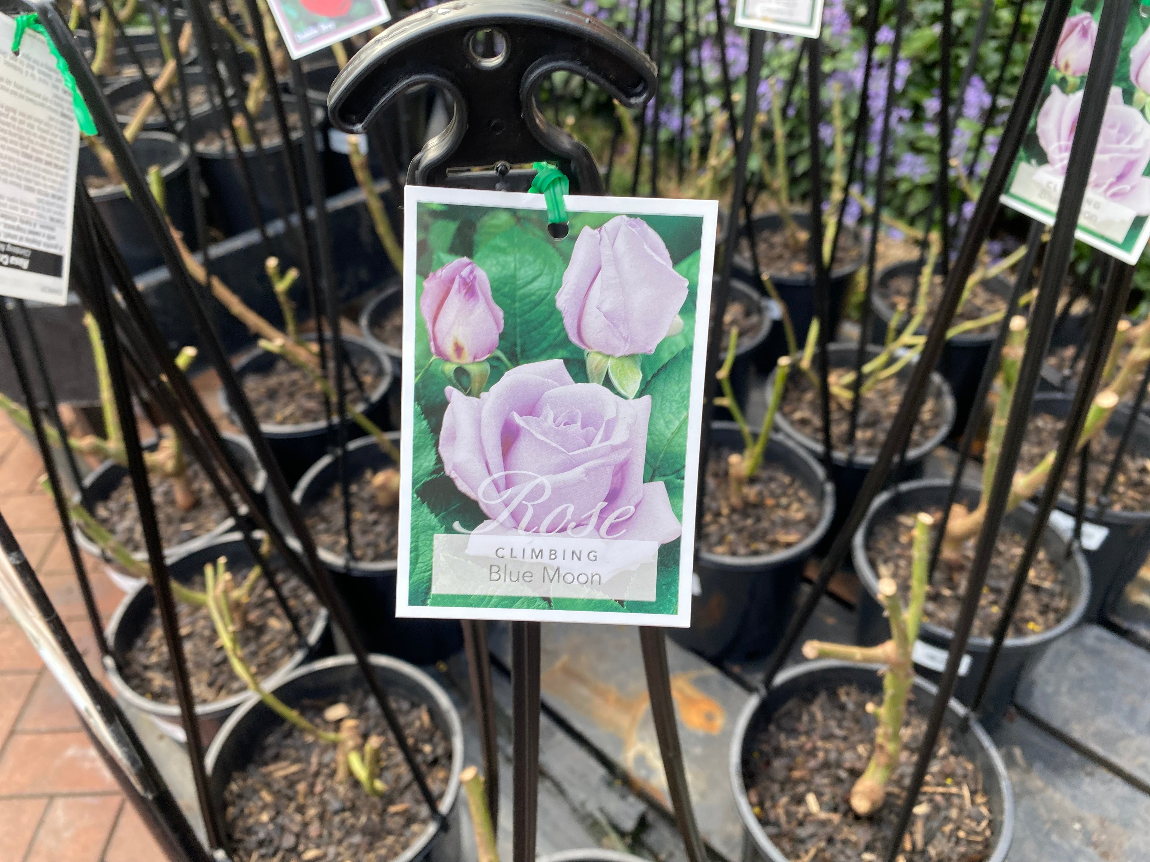 Blue Moon Climbing Rose