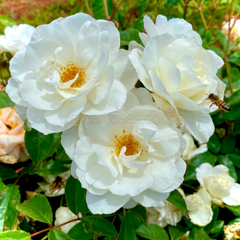 Iceberg Bush Rose