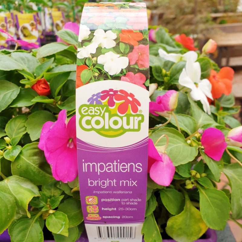 Impatiens Bright Mix Easy Colour