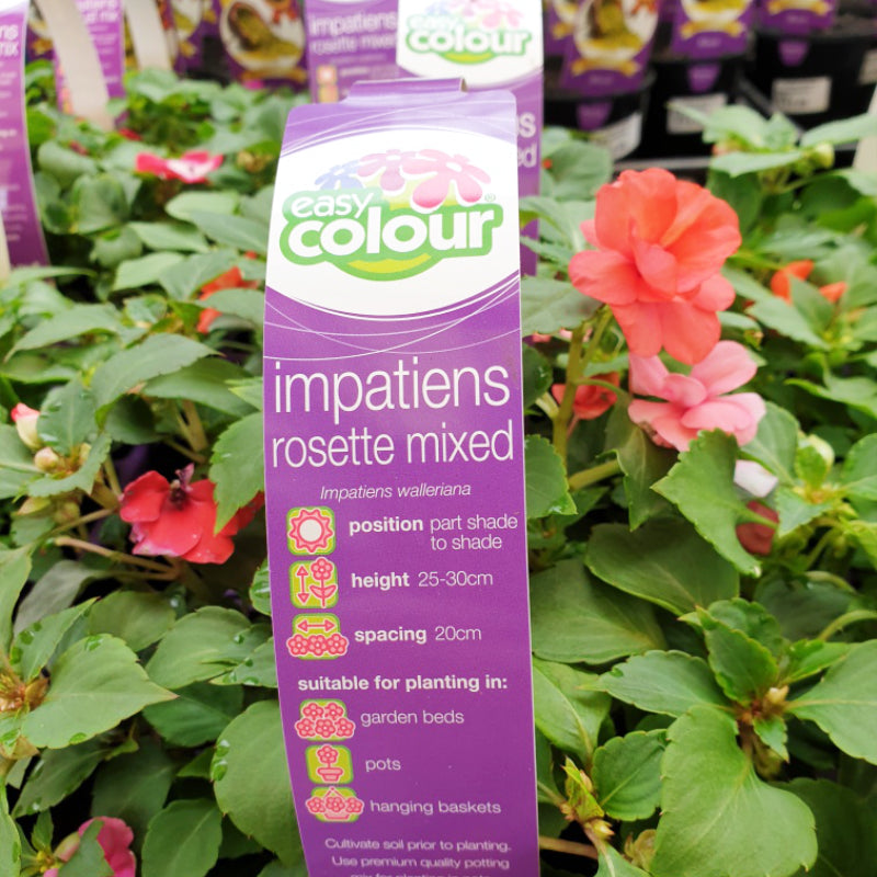 Impatiens Rosette Mixed Easy Colour