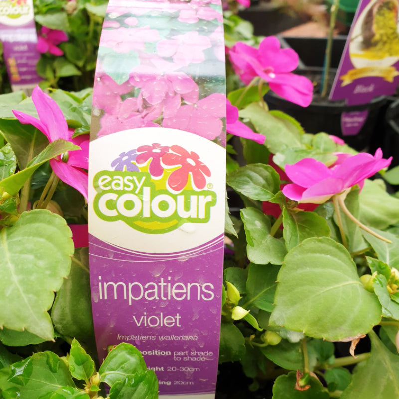 Impatiens Violet Easy Colour