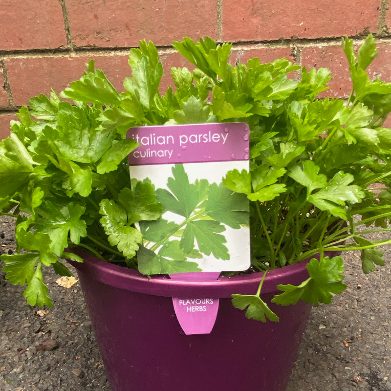 Herbs in 20cm pot