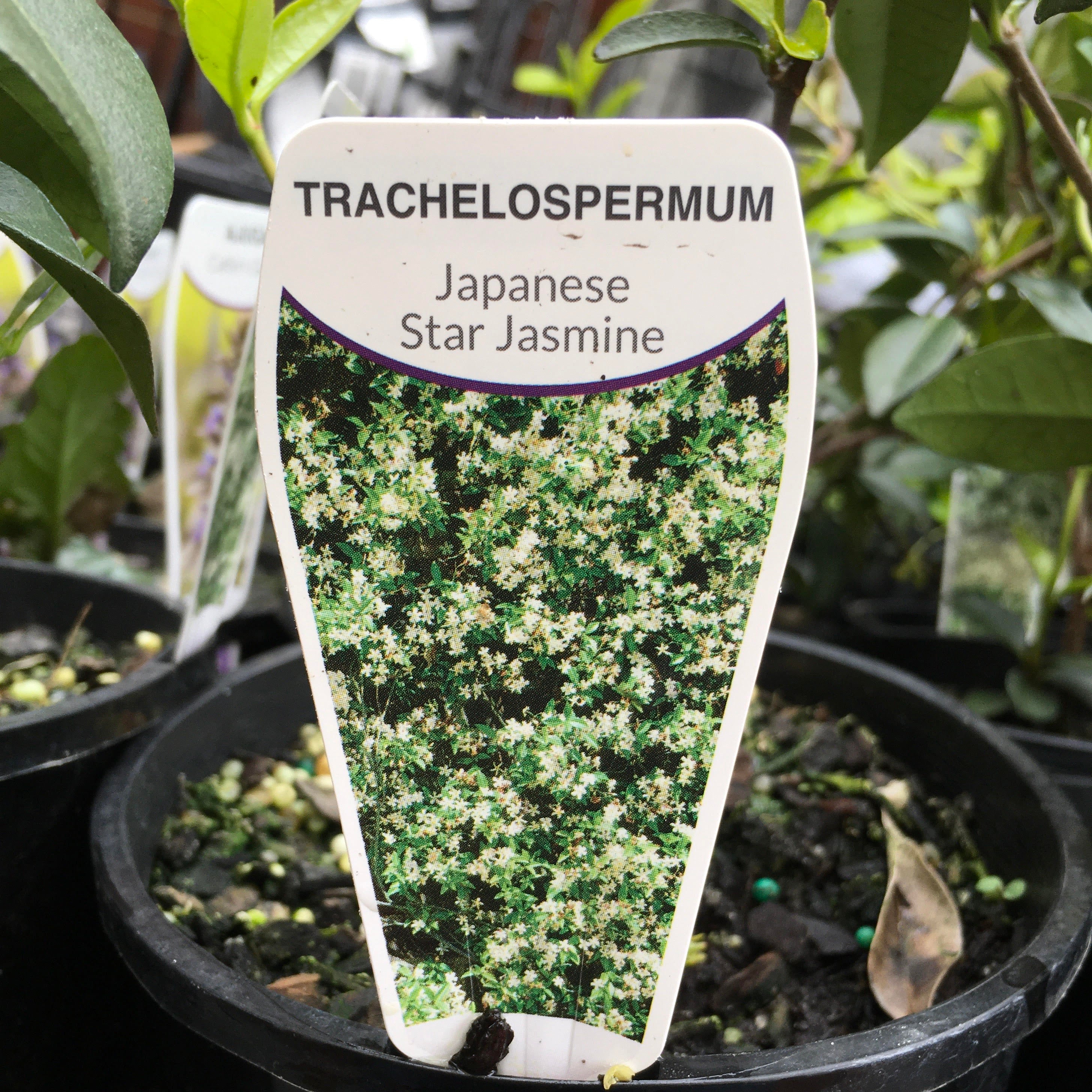 Trachelospermum Asiaticum