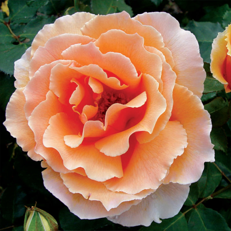 Just Joey Bush Rose