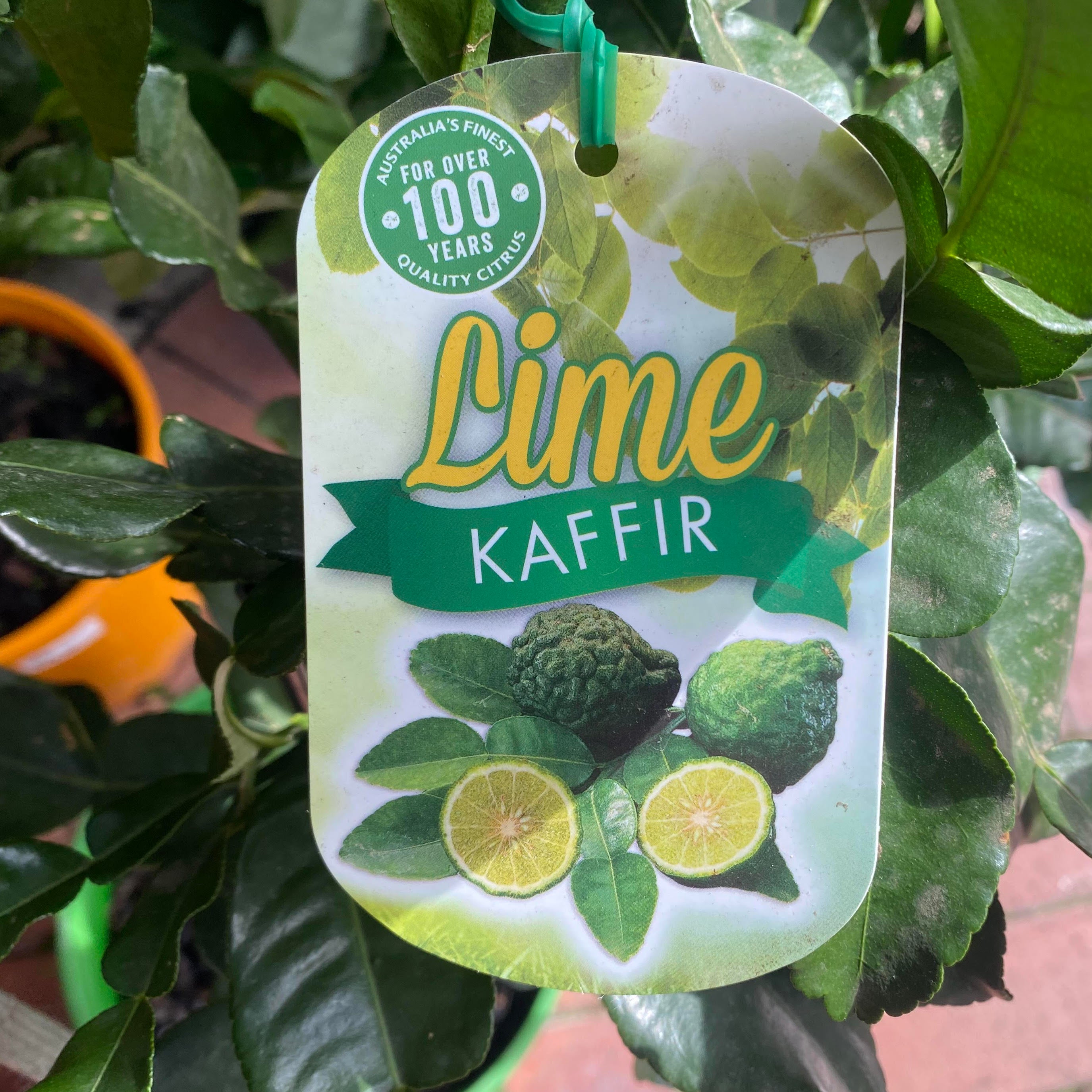 Lime Kaffir