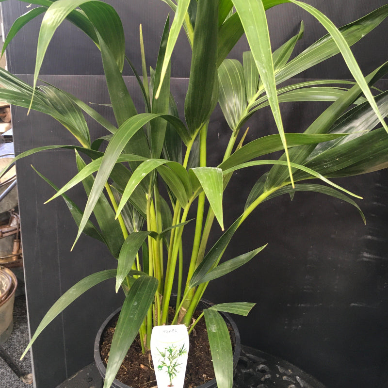 Kentia Palm