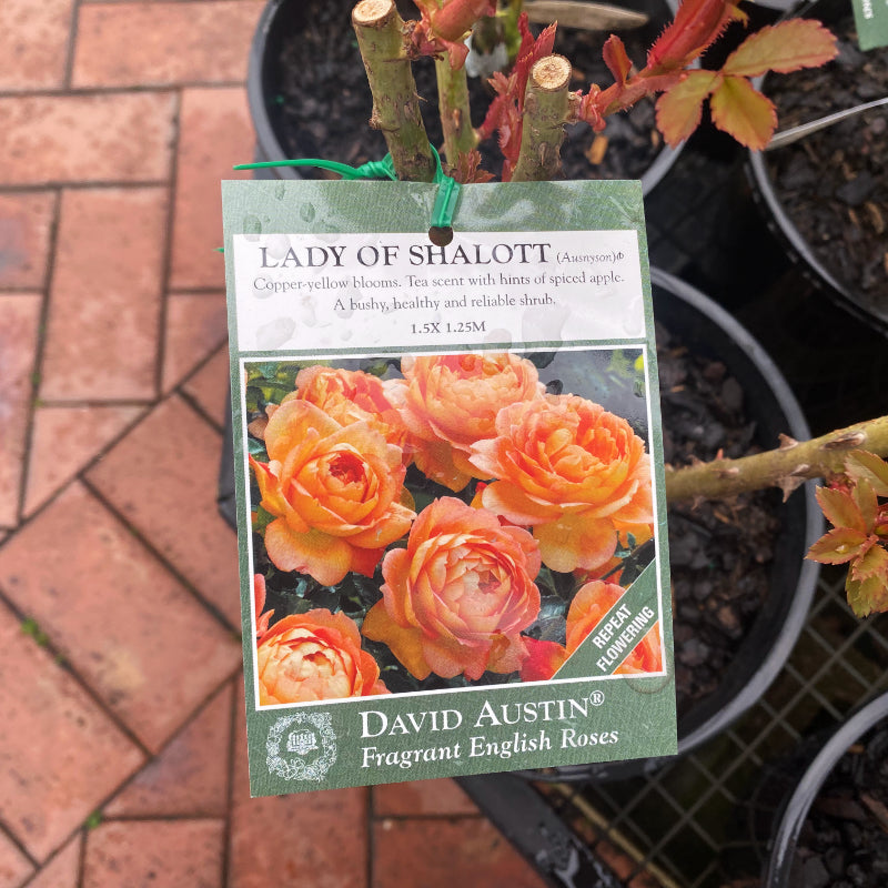 Lady of Shalott Bush Rose