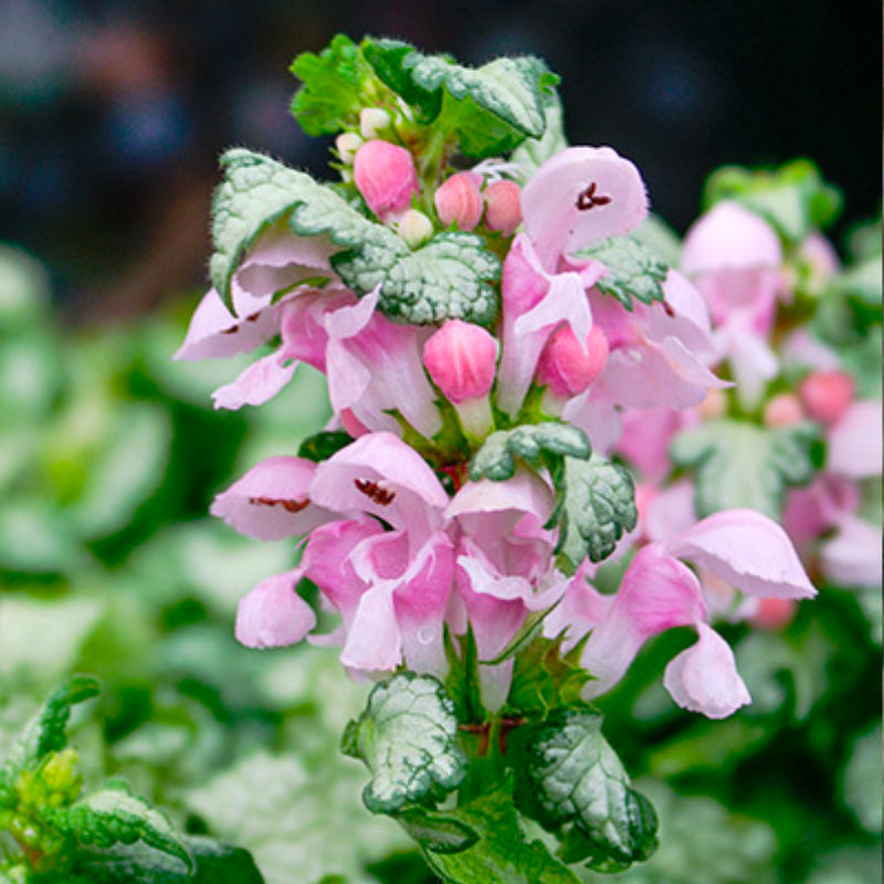 Lamium Candy Frost