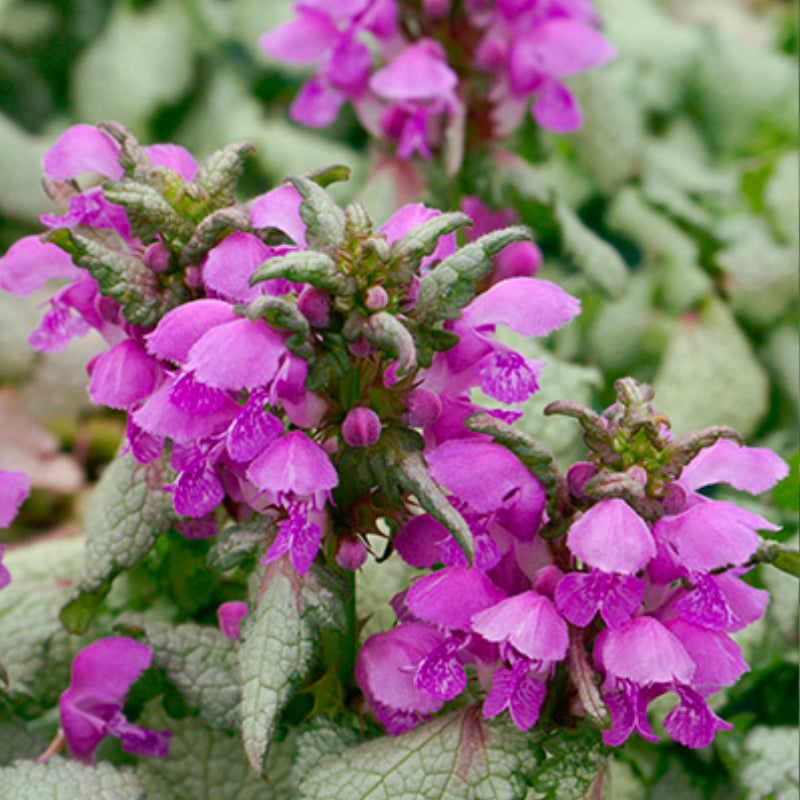 Lamium Orchid Frost