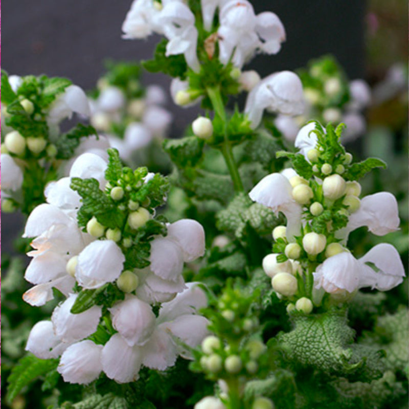 Lamium Snow n Frost