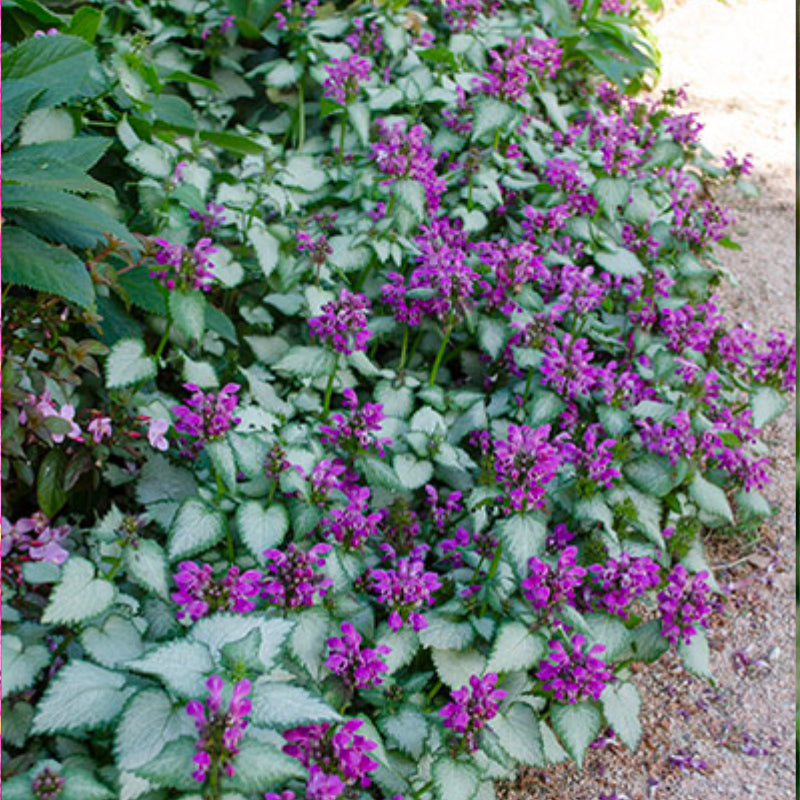 Lamium Stormy Frost