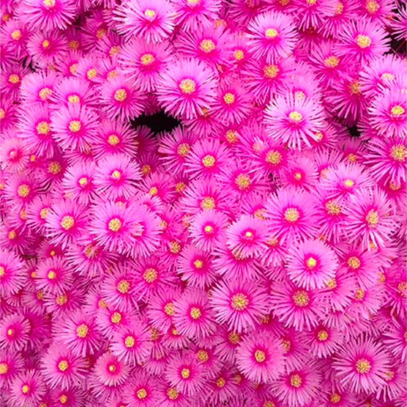 Lampranthus Pink Explosion