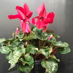 Cyclamen 200mm