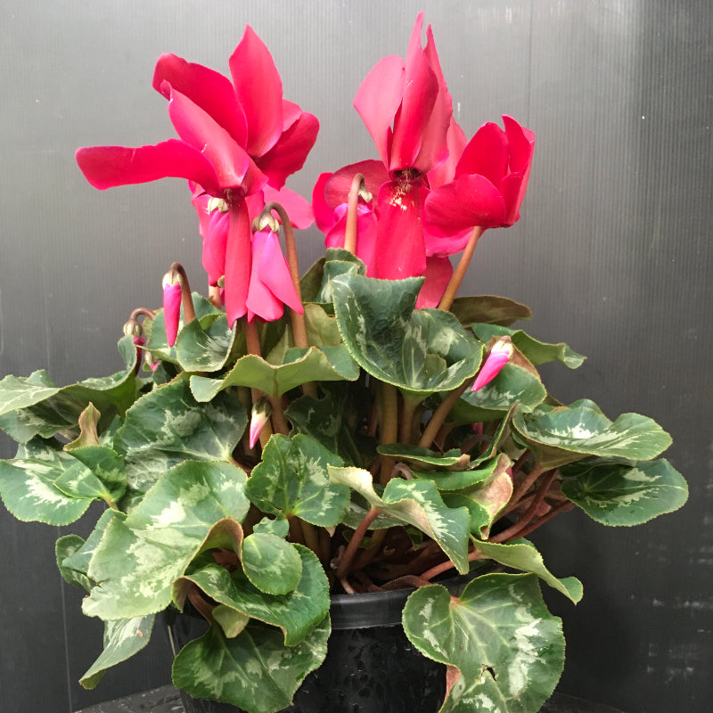 Cyclamen 200mm