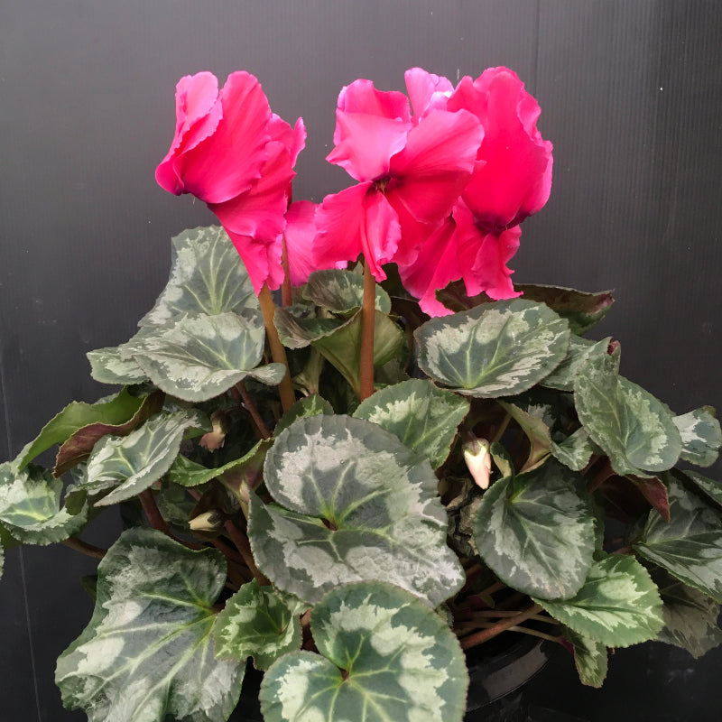 Cyclamen 200mm