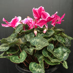 Cyclamen 200mm