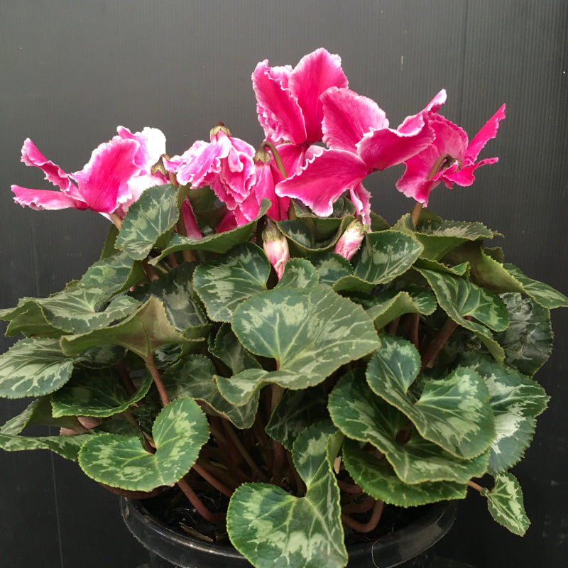 Cyclamen 200mm