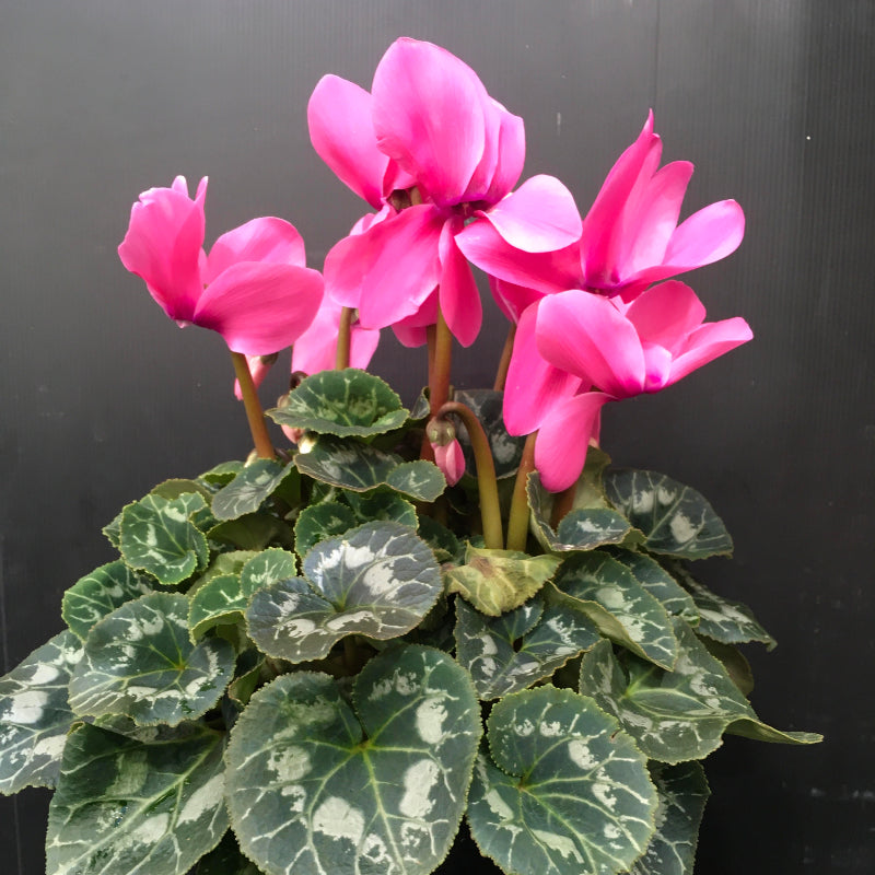 Cyclamen 200mm