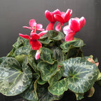 Cyclamen 200mm