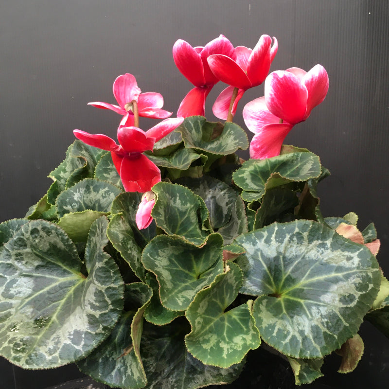 Cyclamen 200mm