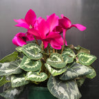 Cyclamen 200mm