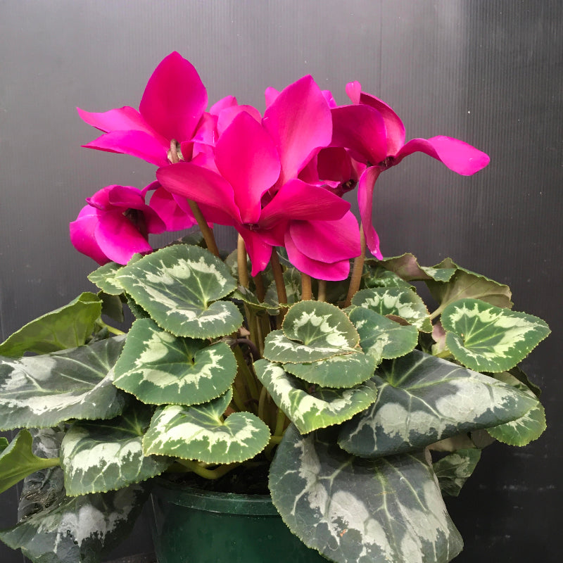 Cyclamen 200mm