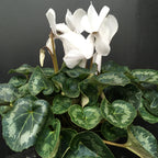 Cyclamen 200mm