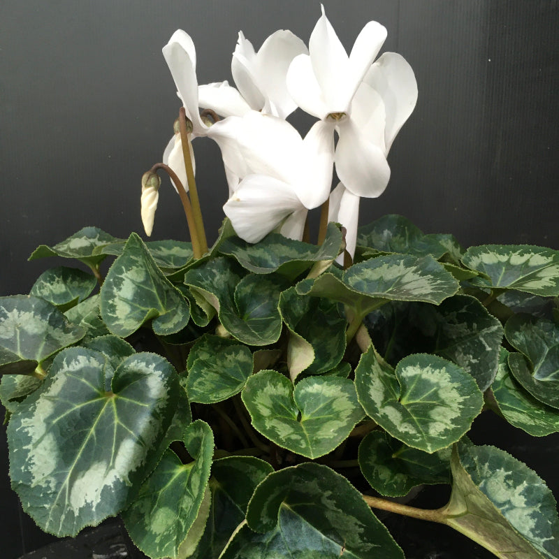 Cyclamen 200mm