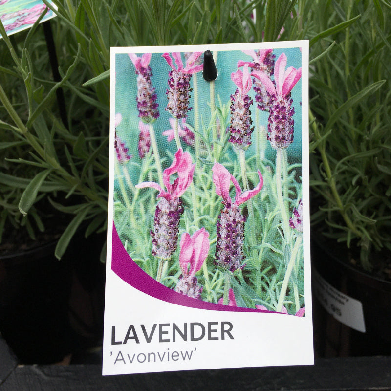 Lavandula Avonview