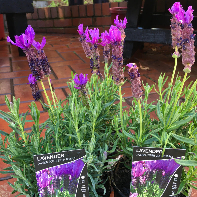 Lavender Javelin Forte