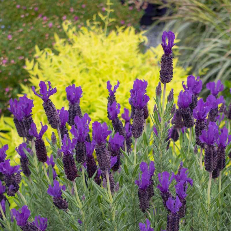 Lavender Purple Reign
