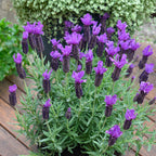 Lavender Purple Reign