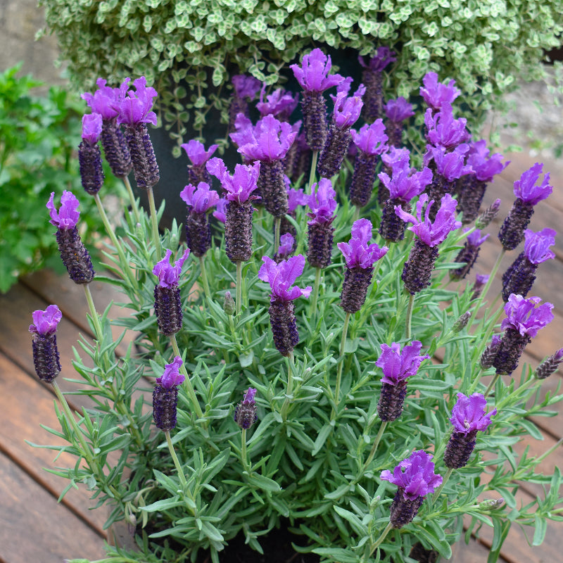 Lavender Purple Reign