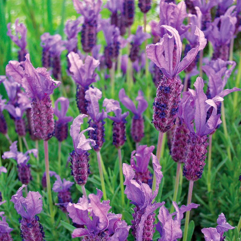 Lavender Violet Lace
