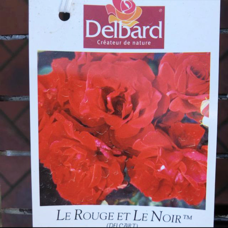 Le Rouge Et Le Noir Bush Rose